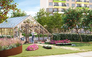 Теплицы во дворе